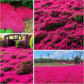 20000+ Red Creeping Thyme Seeds Ground Cover Plant Seeds Perennial- Non-GMO Heirloom Flower Creeping Thyme Seeds for Planting
