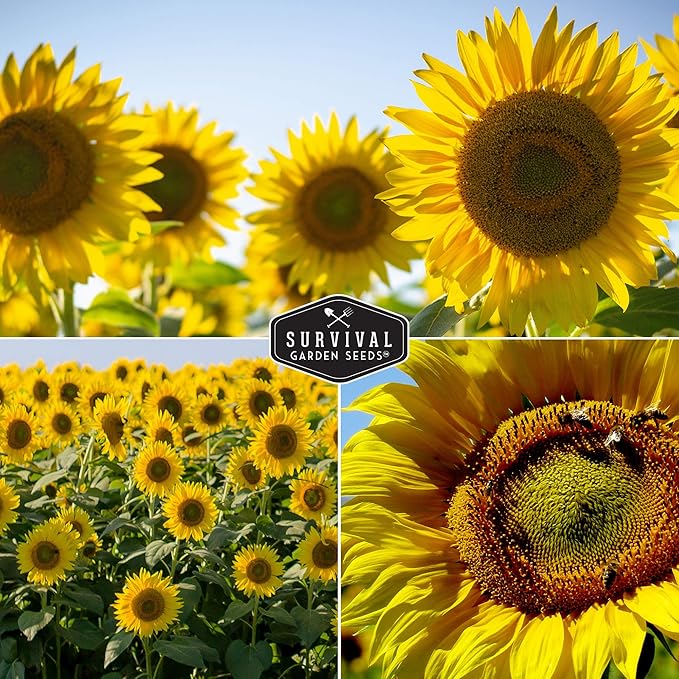 Edible Sunflower Seeds Collection for Planting | 2 Giant Flower Varieties – Mammoth & Black Russian – Heirloom Non-GMO – Survival Garden Seeds