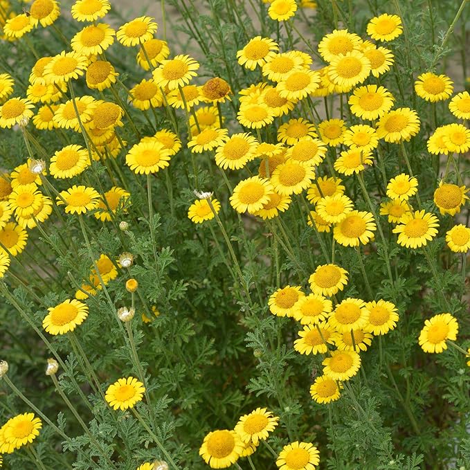 Outsidepride Yellow Marguerite Daisy Seeds - 5000 Pcs. Perennial Drought-Tolerant & Pollinator-Friendly, Flower Seeds for Planting Vibrant Blooms for Gardens, Borders & Cut Flowers