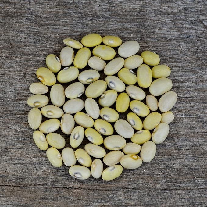 Hutterite Soup Bean - 50 Seeds - Heirloom & Open-Pollinated Variety, USA-Grown, Non-GMO Vegetable/Dry Bean Seeds for Planting Outdoors in The Home Garden, Thresh Seed Company