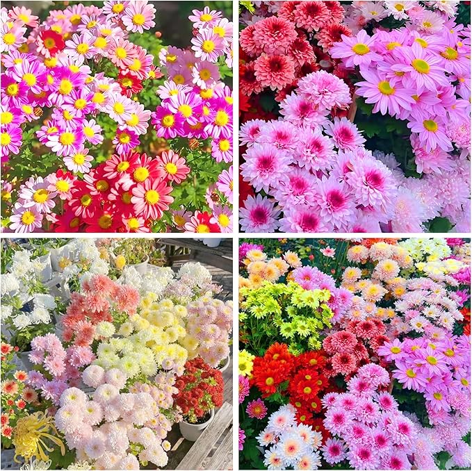 1000+Pyrethrum Seeds for Planting -Pyrethrum Tanacetum Chrysanthemum Plant Garden Flower Seeds