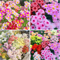 1000+Pyrethrum Seeds for Planting -Pyrethrum Tanacetum Chrysanthemum Plant Garden Flower Seeds