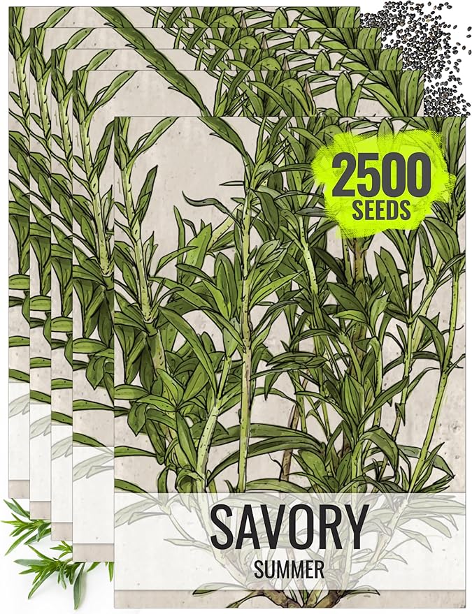 Seed Needs Summer Savory Seeds for Planting Herbs - Non-GMO Heirloom & Untreated Annual Herb Seed to Plant a Culinary Kitchen Garden Indoors or Outdoors (5 Packs)