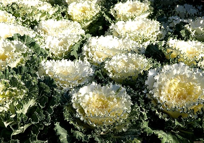 Seeds Vegetable Flowering Kale Mix (Ornamental Cabbage) Fringed - 50-100 Seeds