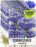 Seed Needs Cornflower Seeds for Planting Dwarf Blue Bachelor's Button Wildflowers - Heirloom & Open Pollinated Flowers to Plant and Grow an Outdoor Home Grown Butterfly Garden (5 Packs)
