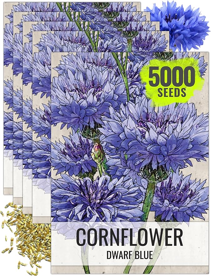 Seed Needs Cornflower Seeds for Planting Dwarf Blue Bachelor's Button Wildflowers - Heirloom & Open Pollinated Flowers to Plant and Grow an Outdoor Home Grown Butterfly Garden (5 Packs)