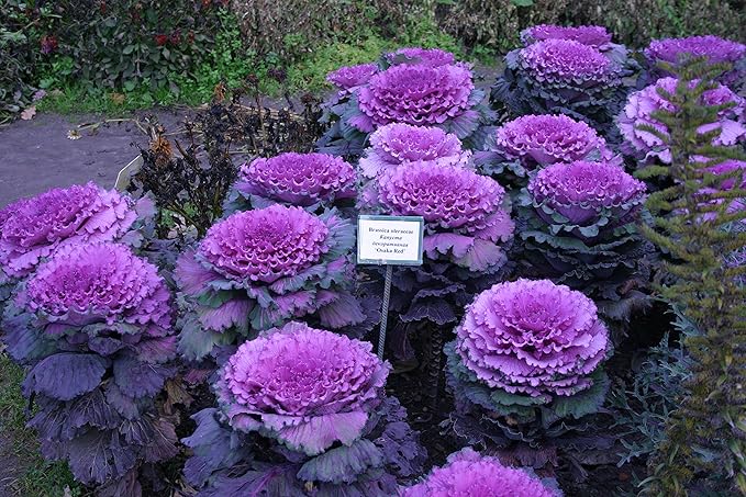 Seeds Flowering Kale Large Leaf Mix - Heirloom Vegetable - GMO Free