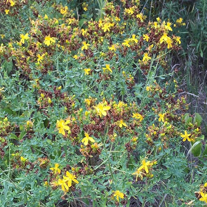 Frozen Seed Capsules - St. John's Wort (Hypericum perforatum) - Grow Now or Store for Future Planting - Capsule of 200 Seeds