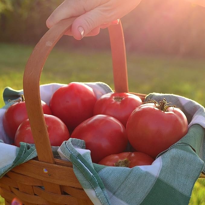 Rose de Berne Heirloom Tomato - 50 Seeds - Rare Heirloom Pink Tomato Variety, Non-GMO Vegetable Seeds for Planting in The Home Garden, Thresh Seed Company