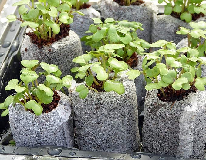 Coco Coir Seed Starter - 35mm (60 Count) - Transplant Soil Discs