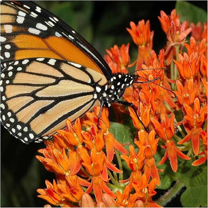 Seed Needs Milkweed Seeds for Planting Butterfly Orange/Swamp Pink Asclepias Flowers - Heirloom Wildflowers to Attract Monarch Butterflies to a Butterfly Garden