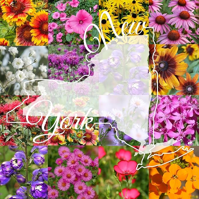 New York Bulk Perennial Wildflower Seed Mix 1lb Covers 2,000sq-ft - Attract Pollinators, Multi-Color Blooms - Northeast US Species Plant in Spring/Fall - Earth-Friendly Packaging (1/2 Pound)