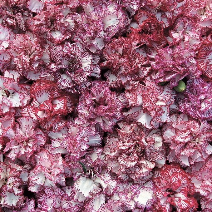 Outsidepride Raspberry Ripple Carnation Seeds - 200 Pcs Perennial, Easy to Grow Flower Seeds for Planting with Fragrant Blooms, Ideal for Pollinators, Cutting Gardens, Bouquets, & Floral Arrangements