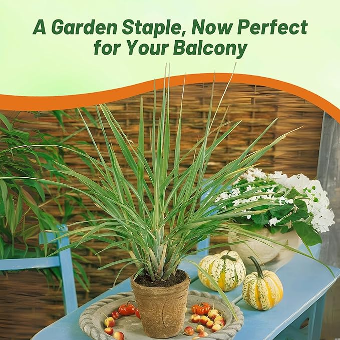 Outsidepride Lemon Grass Seeds for Planting - 2000 Perennial Seeds, Mosquito Repellent, Deer Proof, Citronella Grass for Culinary and Ornamental Use, Blue-Green Foliage, Lemon Grass Live Plant