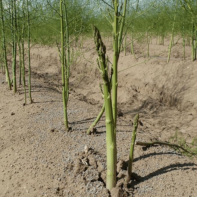 Jersey Knight Asparagus Roots - Hardy and High Yielding, 2yr Bare Root Asparagus Crowns from Hand Picked Nursery (10)