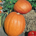 First Prize F1 Hybrid Pumpkin Seeds - 4 g Packet ~30 Seeds - Non-GMO, F1 Hybrid - Vegetable Garden - Cucurbita Maxima