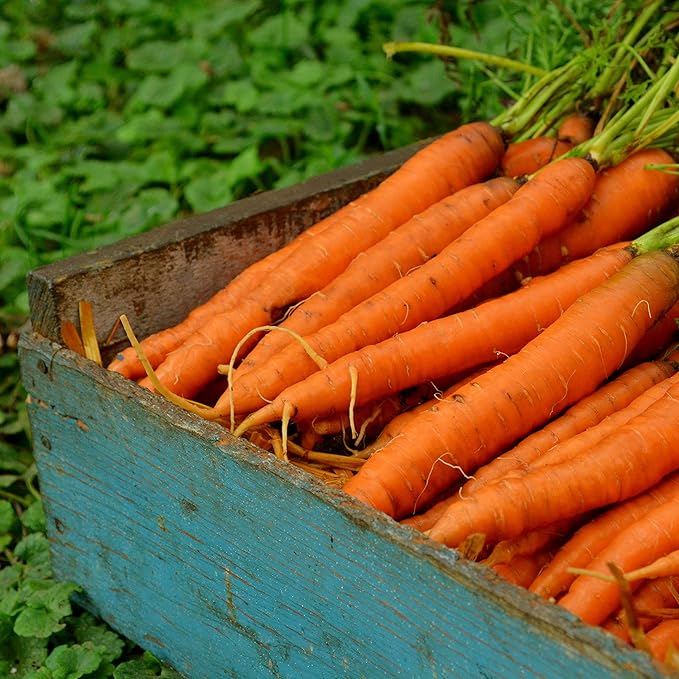Nantes Carrot - 150 Seeds - Heirloom & Open-Pollinated Variety, Non-GMO Vegetable Seeds for Planting Indoors or Outdoors in Containers or The Home Garden, Thresh Seed Company