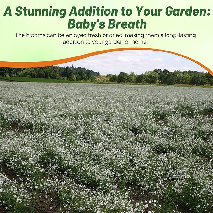 Outsidepride Gypsophila White Baby's Breath Seeds - 1 lb. Annual Hardy, Easy to Grow & Drought Tolerant Wild Flower Seeds for Planting Vibrant Blooms in Pollinator Gardens & Floral Arrangements