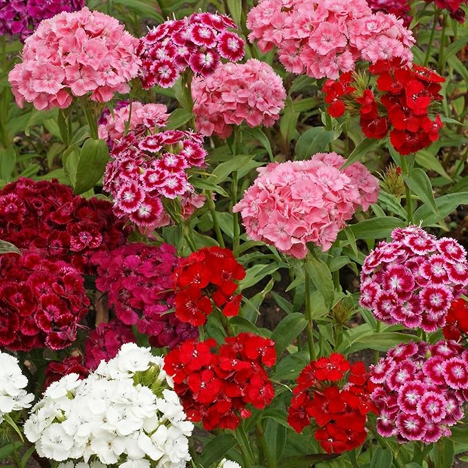 Outsidepride Sweet William Dianthus Seeds - 1 Lb. Perennial, Winter Hardy Wildflower Seeds w/Fragrant & Vibrant Blooms, Ideal for Pollinator Gardens, Cut Flowers & Colorful Landscaping
