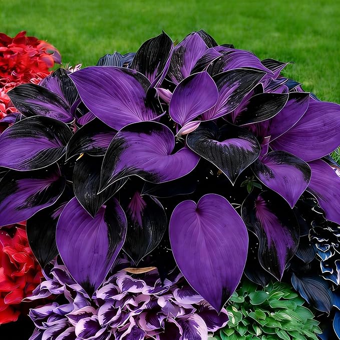 Hosta Seeds for Planting, 100+pcs Rare Perennial Hosta Flower Seeds, Non-GMO Heirloom Long Blooming Plants Shaded Entry Pathway Flowers for Home Garden Outdoors