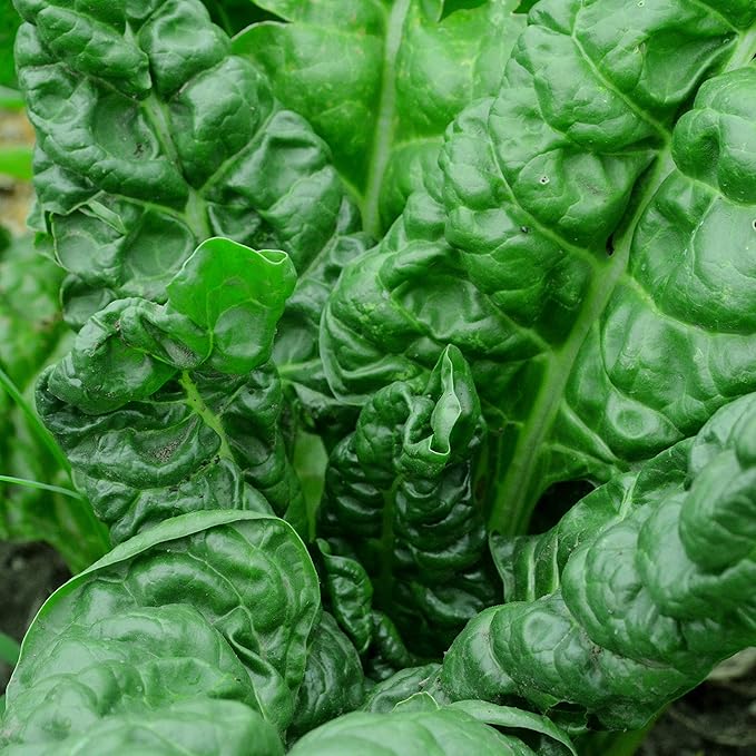 Perpetual Spinach Swiss Chard - 100 Seeds - Heirloom & Open-Pollinated Variety, non-GMO Vegetable Seeds for Planting; Grow Greens Indoors/Outdoors in Containers or the Home Garden, Thresh Seed Company