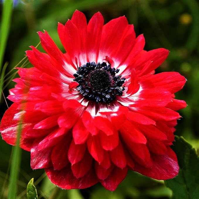 Easy to Grow Anemone The Governor 20 Plant Bulbs - Bright Red Flowers in Spring, Full Sun