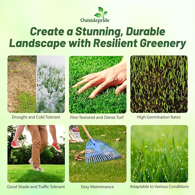 Outsidepride Maya (Blackjack II) Bermuda Grass Seed - 25 lbs Warm Season, Drought Tolerant, Fast Growing, Fine-Textured Bermuda Grass Seeds for Lawn, Parks, Golf Courses & Sports Fields