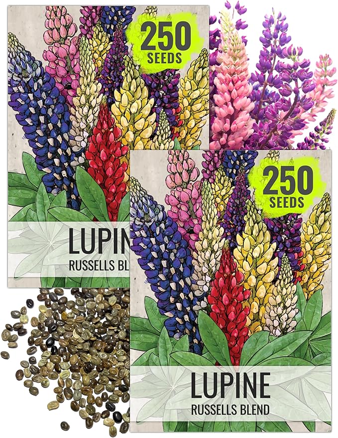 Seed Needs Lupine Seeds for Planting Russells Blend - Heirloom & Open Pollinated Multicolor Flowers to Attract Pollinators to a Butterfly Garden - Red, Purple, Blue, Yellow, White & More (2 Packs)