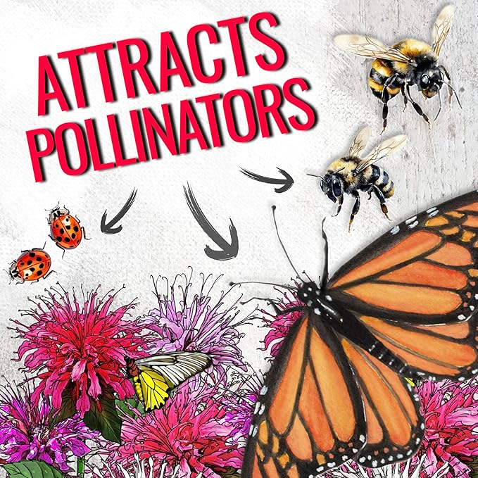 Seed Needs Panorama Mixed Bee Balm Seeds for Planting - Heirloom & Open Pollinated Perennial - Mixture of Colorful Flowers to Grow a Butterfly Garden (5 Packs)