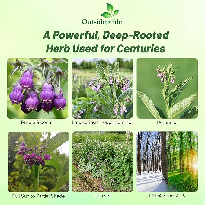 Outsidepride Comfrey Seeds - 100 Pcs. Perennial, Drought-Tolerant & Low Maintenance, Herb Seeds for Planting Tall, Vibrant Bell-Shaped Purple Blooms for Versatile Uses & Pollinator Gardens