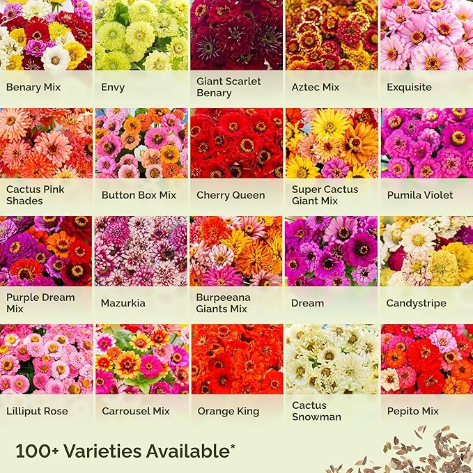 Eden Brothers Zinnia Seeds - Swizzle Scarlet & Yellow, Non-GMO Seeds for Planting, Packet | Low-Maintenance Flower Seeds, Plant During Spring, Zones 2, 3, 4, 5, 6, 7, 8, 9, 10, 11