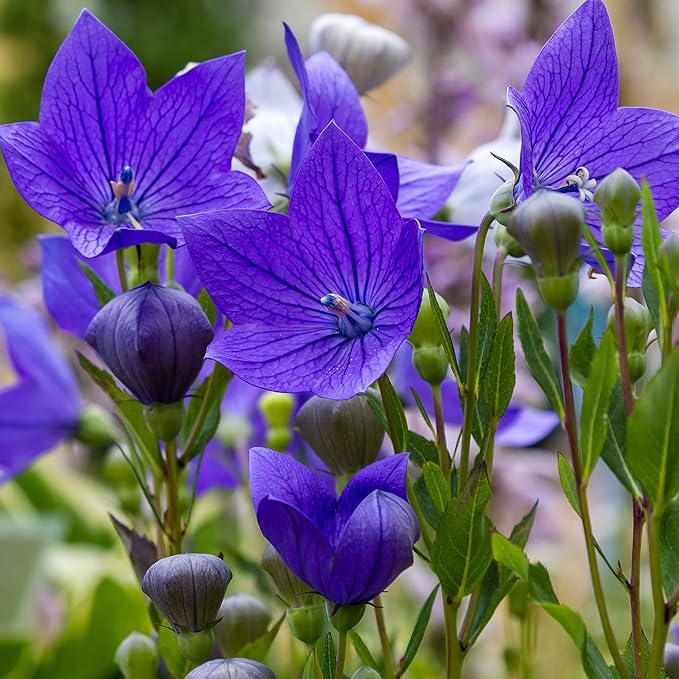 Outsidepride Blue Balloon Flower Seeds for Planting – 2000 Pcs Perennial, Drought-Tolerant, Easy to Grow, Low Maintenance, Pollinator-Friendly, Star-Shaped Blooms for Outdoor Gardens and Borders