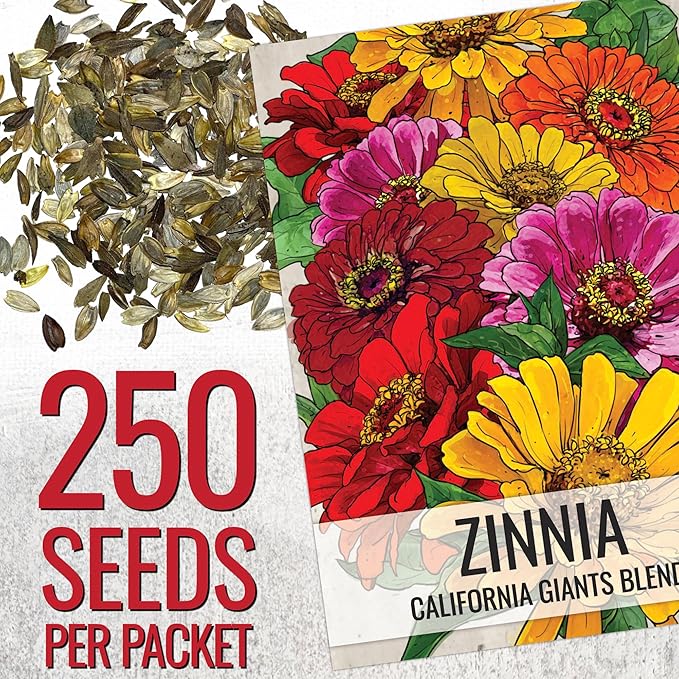 Seed Needs Zinnia Seeds for Planting California Giants Zinnias Blend - Heirloom & Open Pollinated Flowers to Grow an Outdoor Wildflower Butterfly Garden to Attract Pollinators (1 Pack)