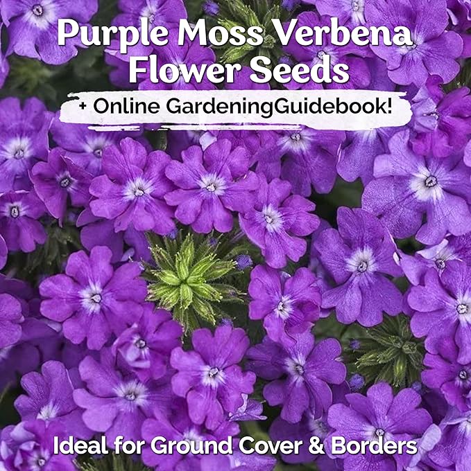 KVITER 1000 Purple Trailing Verbena Seeds (Verbena Tenuisecta) - Creeping Verbena, Purpule Moss Verbena Seeds - Ideal Perennial Flower Seeds for Planting in Outdoor Garden, Containers, Windowsills