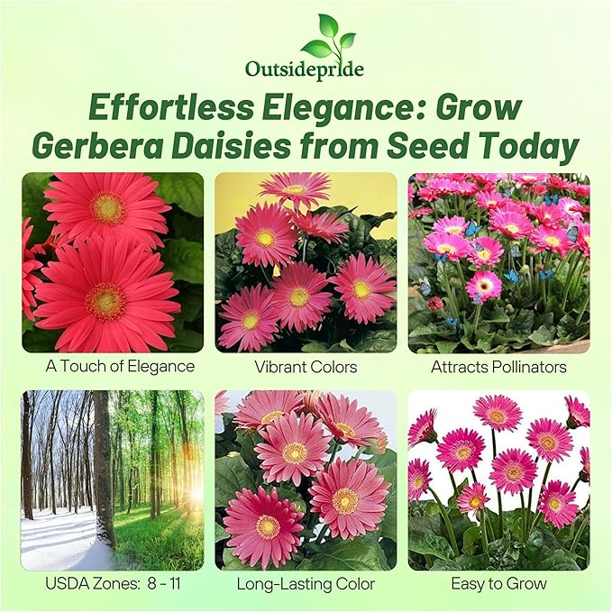 Outsidepride Rose Shades Gerbera Seeds - 10 Pcs Perennial, Compact & Low Maintenance, Flower Seeds for Planting w/Vibrant Rose Blooms, Ideal for Garden Landscaping & Cut Flower Arrangements
