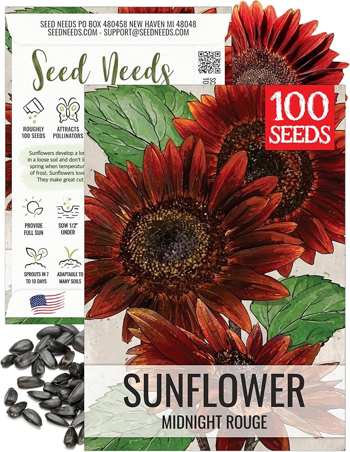 Seed Needs Sunflower Seeds for Planting Midnight Rouge Branching Sunflowers - Heirloom & Open Pollinated Flower Seed to Plant an Outdoor Wildflower Butterfly Garden (1 Pack)