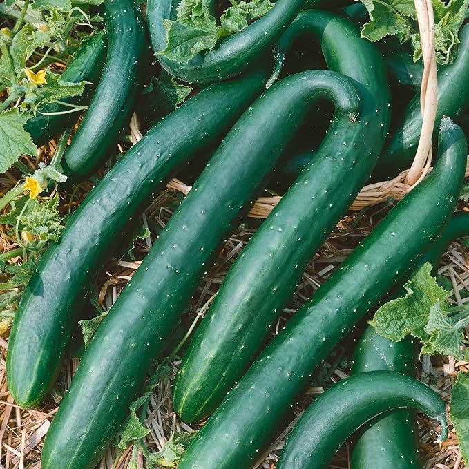 Green Dragon Burpless F1 Hybrid Cucumber Seeds - 3 g Packet ~100 Seeds - Non-GMO, F1 Hybrid - Vegetable Garden - Cucumis sativus
