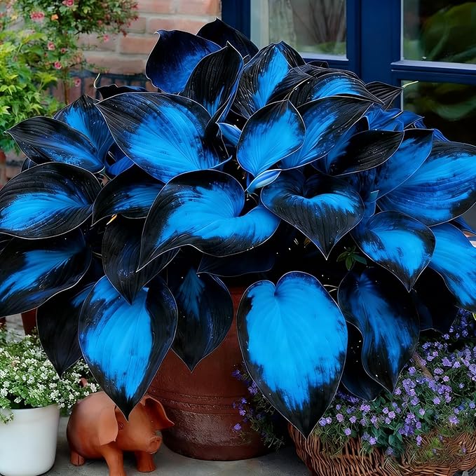 Hosta Seeds for Planting, 200+pcs Rare Perennial Hosta Flower Seeds, Non-GMO Heirloom Long Blooming Plants Shaded Entry Pathway Flowers for Garden Outdoors