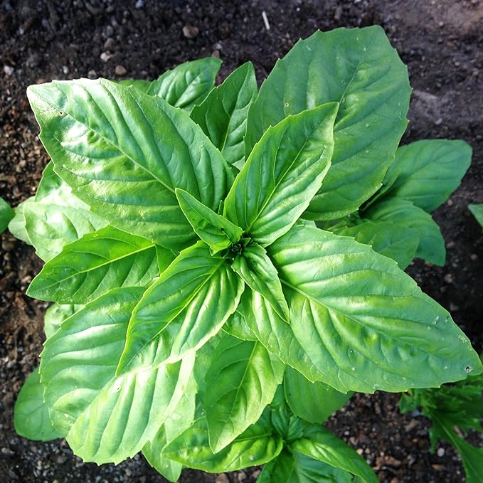 500+ Pcs Large Basil Seed Collection for Planting -Sweet, Opal, Thai, and Giant Leaf Basil - Non-GMO Heirloom Grow Indoors or Outdoor (Genovese Basil)