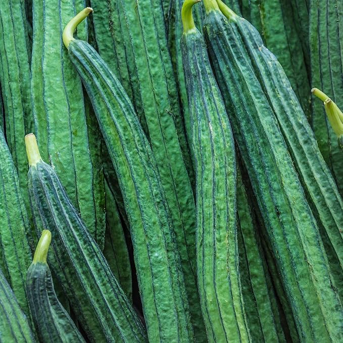 Gourd Seeds - Yu Sing - Hybrid - 2 g Packet ~14 Seeds - Non-GMO, F1 Hybrid - Asian Garden Vegetable