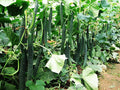 CEMEHA SEEDS - Seeds Cucumber Burpless Chinese Miracle Giant Long Rare Pickling Non GMO Vegetable for Planting