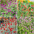 50Pcs Globe Amaranth Mix Gomphrena Flowers Seeds for Planting-Non-GMO Heirloom Plant Seeds Garden Outdoor