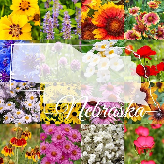 Eastern Nebraska Bulk Perennial Wildflower Seed Mix 1lb Covers 2,000sq-ft - Attract Pollinators, Multi-Color Blooms - Midwest US Species Plant in Spring/Fall - Earth-Friendly Packaging (1/2 Pound)