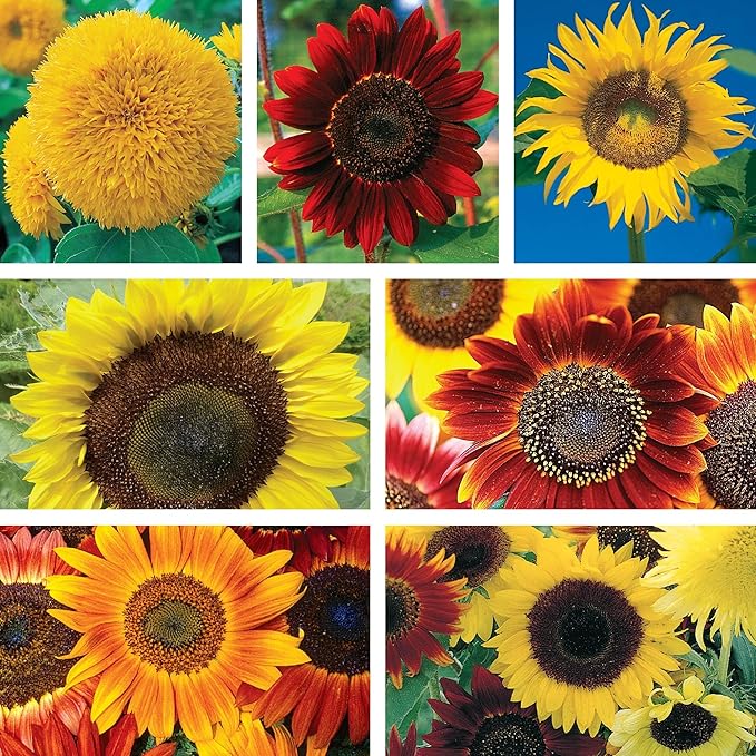 Ferry-Morse Grow The Sunshine Sunflower Seed Bundle - 7 Pack