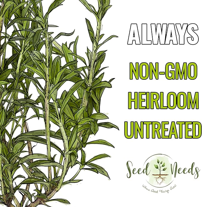 Seed Needs Summer Savory Seeds for Planting Herbs - Non-GMO Heirloom & Untreated Annual Herb Seed to Plant a Culinary Kitchen Garden Indoors or Outdoors (5 Packs)