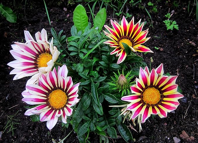 100+ Seeds Treasure Flower (Gazania) - Flower Mix
