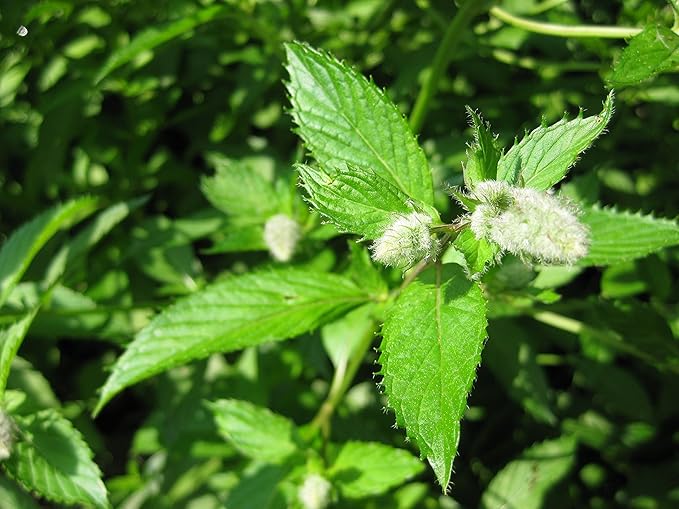 Peppermint Great Garden Herb by Seed Kingdom Bulk 4,000 Seeds