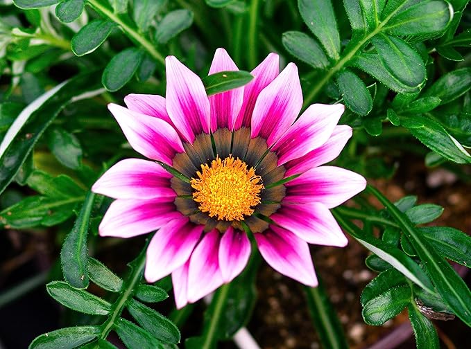 Showy Multicolor Gazania Seed Mix 100+ Seeds for Planting Non-GMO