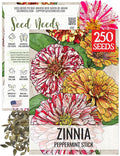 Seed Needs Peppermint Stick Zinnia Seeds for Planting Bi-Colored Zinnias - Heirloom & Open Pollinated Annual Cut Flowers - Perfect to Attract Pollinators to a Butterfly Garden (1 Pack)