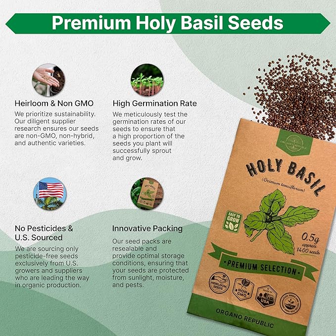 Organo Republic Holy Basil Seeds Pack 0.5 G - Over 1,400 Non-GMO Heirloom Basil Seeds for Planting Herbs in Individual Seed Packet, Herbs Seeds for Planting Home Garden Indoor & Outdoor Gardening